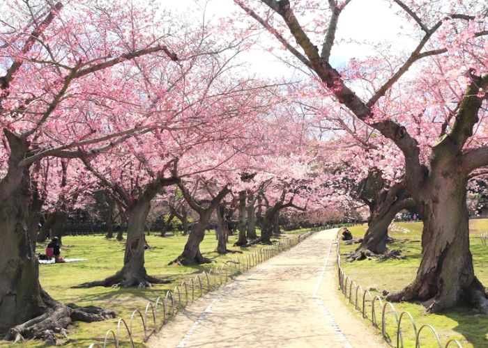 hoa anh đào nhật