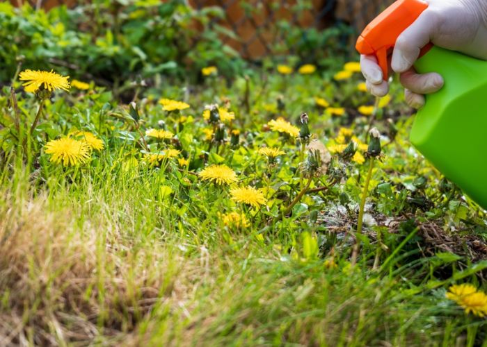 ý nghĩa hoa bồ công anh