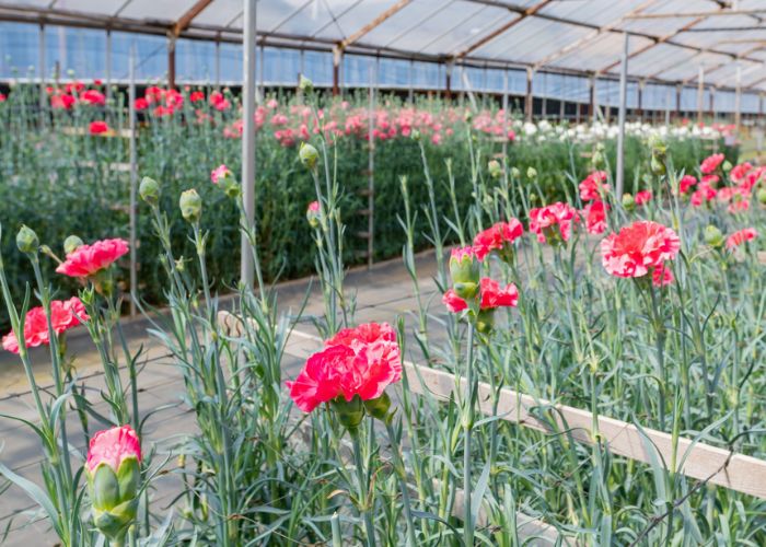 hoa cẩm chướng đỏ