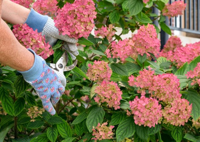 hoa cẩm tú cầu hồng