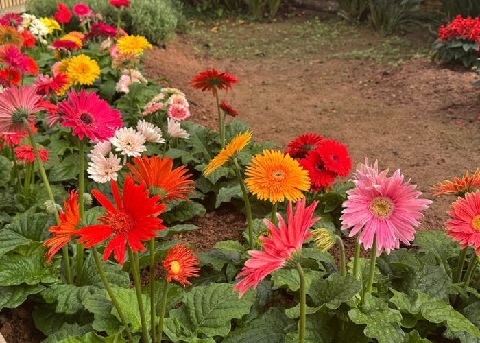 hoa cúc đồng tiền