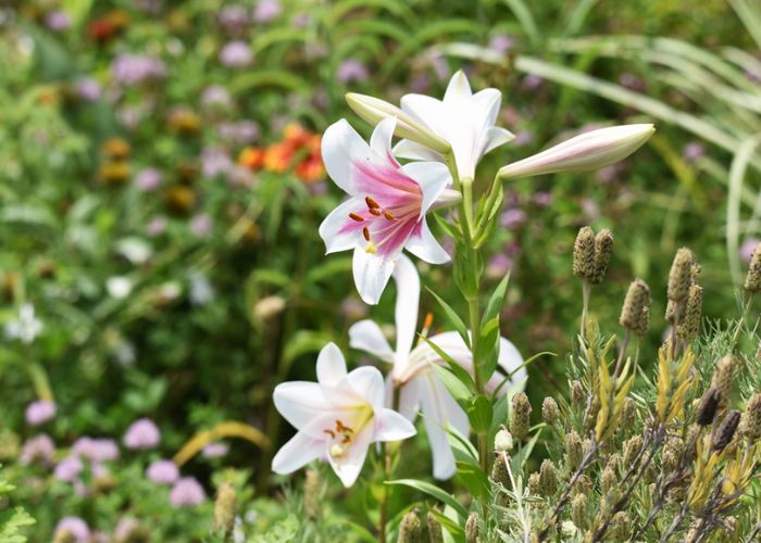 ý nghĩa của hoa ly