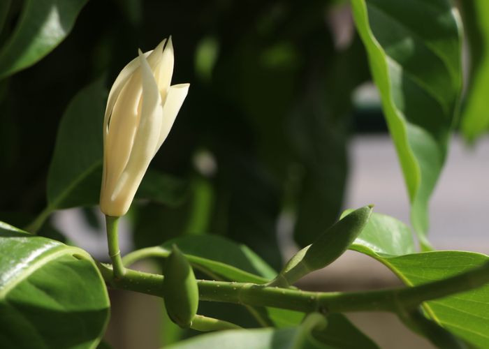 ý nghĩa hoa ngọc lan