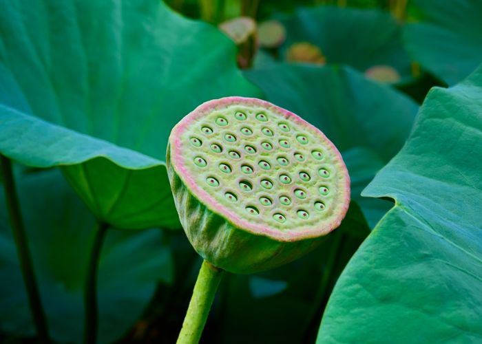 hoa sen tượng trưng cho điều gì