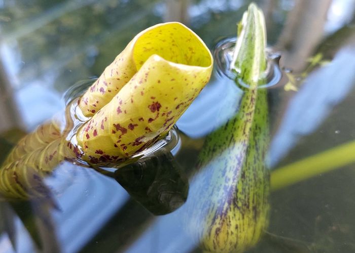 cách trồng hoa súng trong chậu