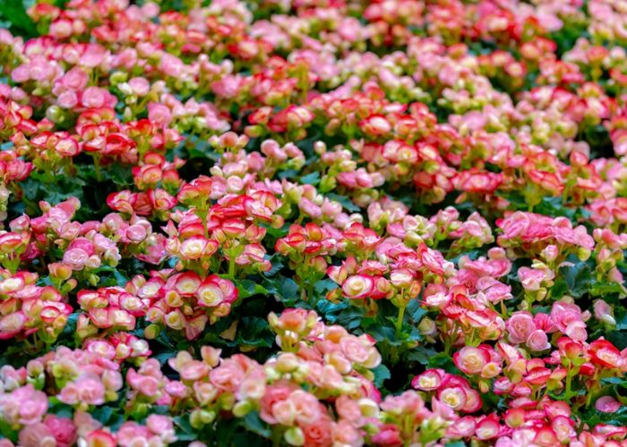 cây thu hải đường