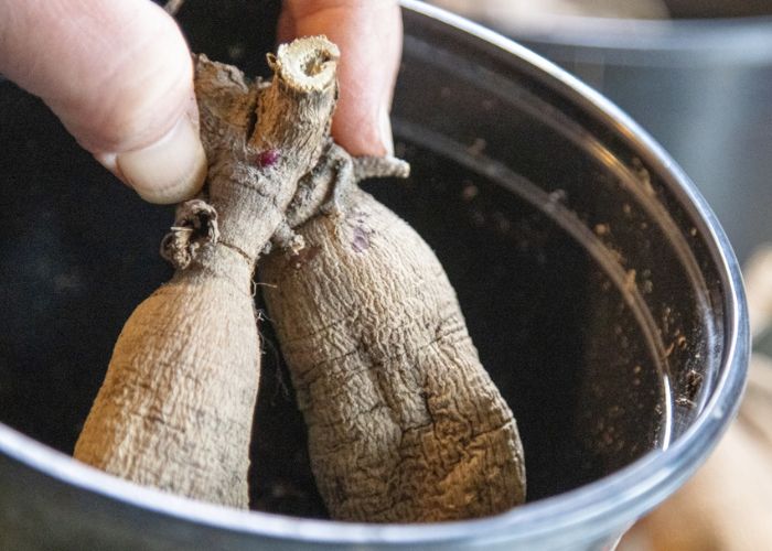 cây hoa thược dược