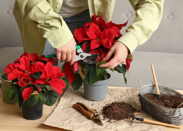 hoa trạng nguyên đẹp