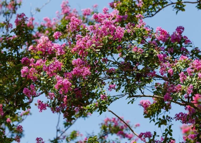 hoa tường vi nở vào mùa nào