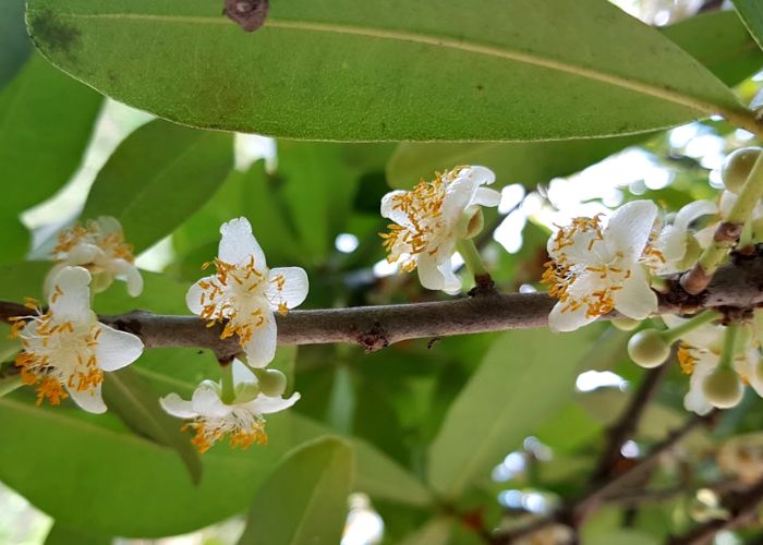 cây bạch mai trắng