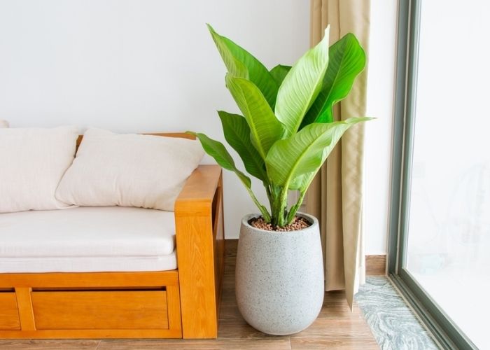 cây đại phú gia trồng trong nhà
