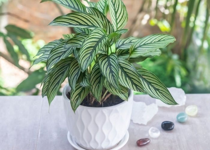 cây dong vằn trồng trong nhà