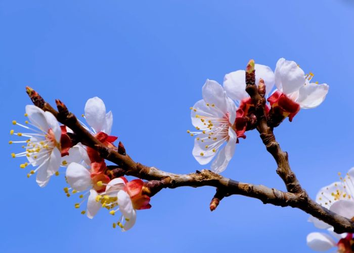 hoa mai tượng trưng cho điều gì