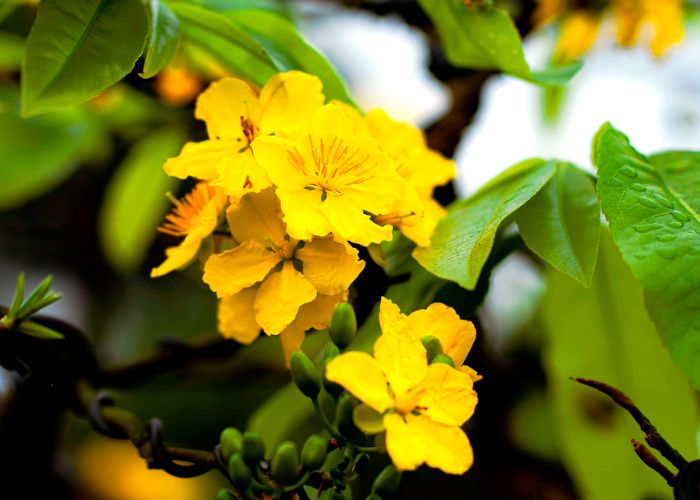 hoa mai nở vào mùa nào