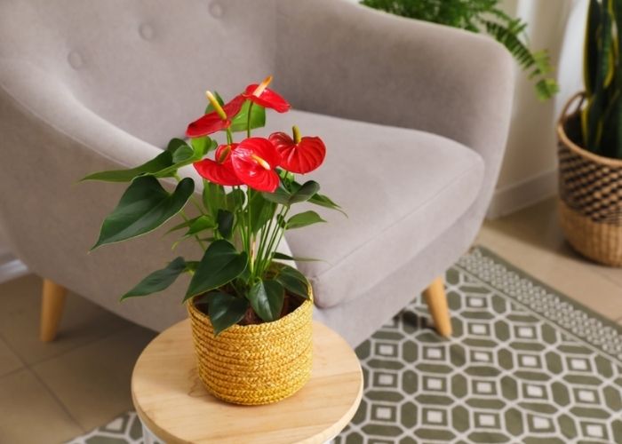 cây hồng môn trồng trong nhà