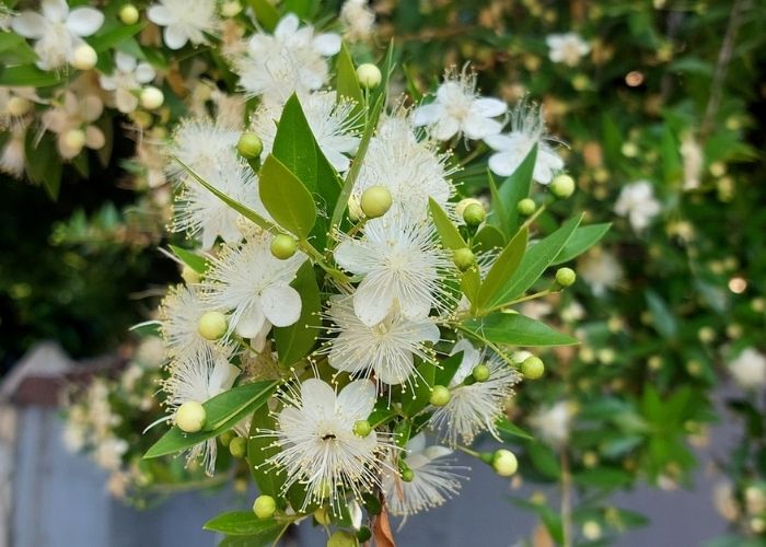 cây hương đào trồng trong nhà