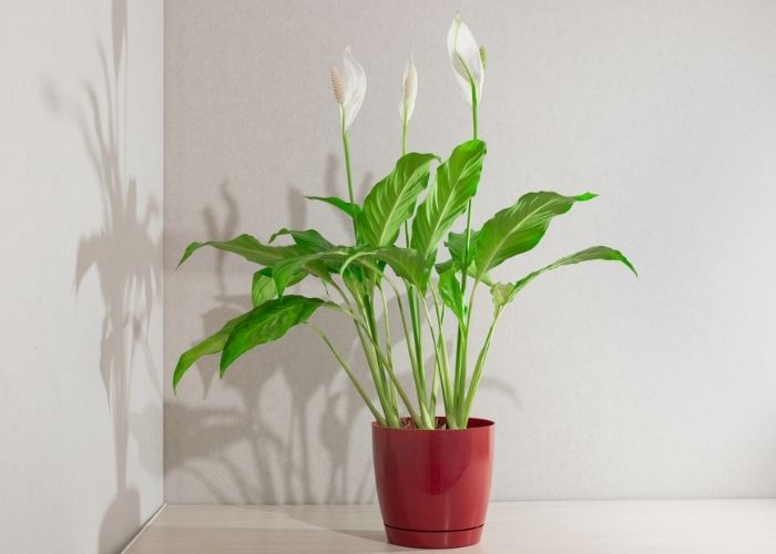 cây lan ý trồng trong nhà
