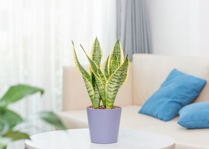 các loại cây trồng trong nhà