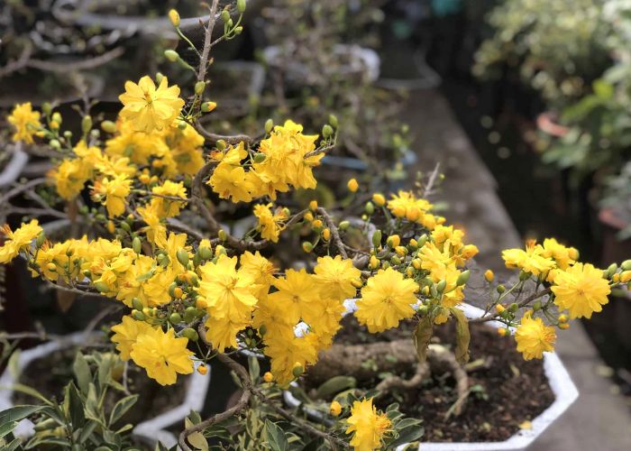 cây mai đại lộc