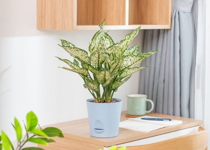 cây ngọc ngân trồng trong nhà