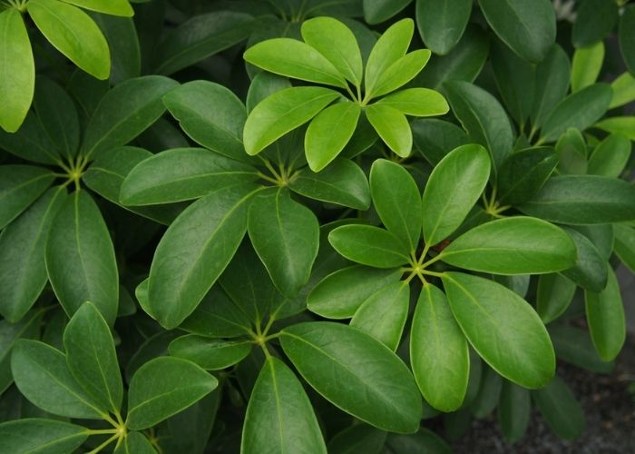 cây ngũ gia bì trồng trong nhà