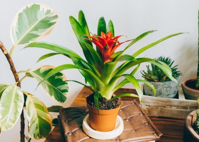 cây phong lộc hoa trồng trong nhà