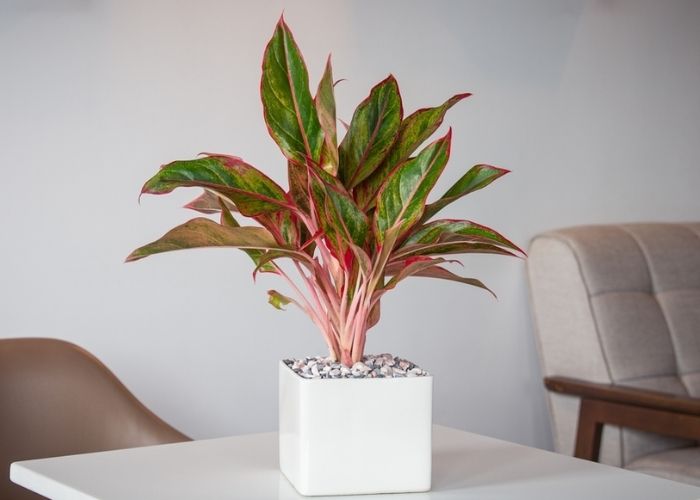 cây phú quý trồng trong nhà