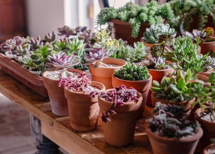 cây sen đá trồng trong nhà