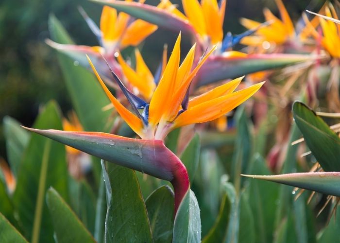 cây thiên điểu trồng trong nhà