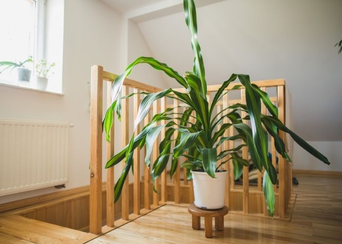 cây thiết mộc lan trồng trong nhà