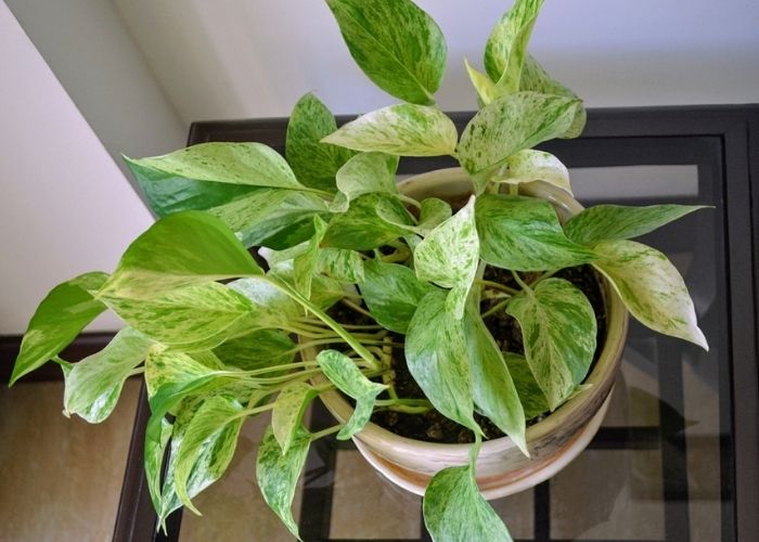 cây trầu bà trồng trong nhà