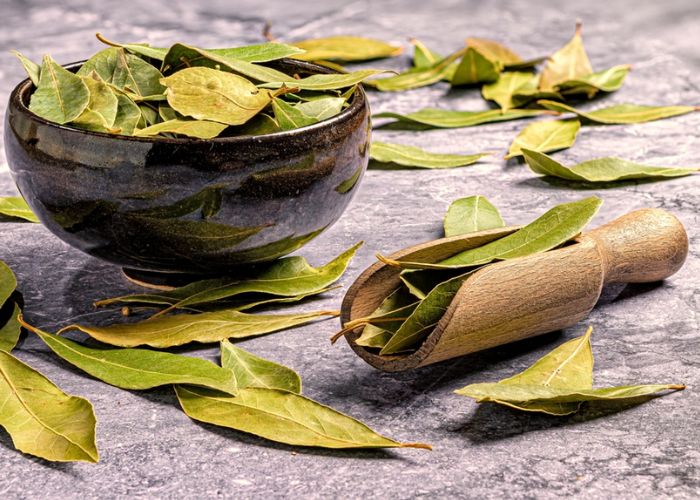 cây hoa nguyệt quế