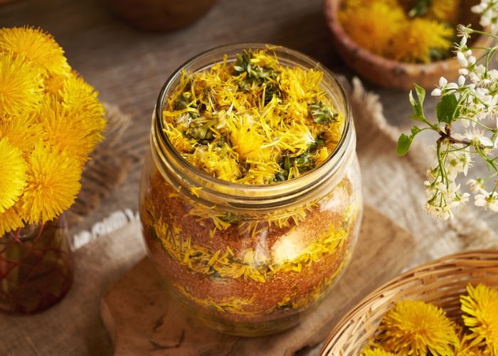 tác dụng của cây bồ công anh