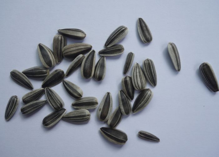 công dụng hoa hướng dương