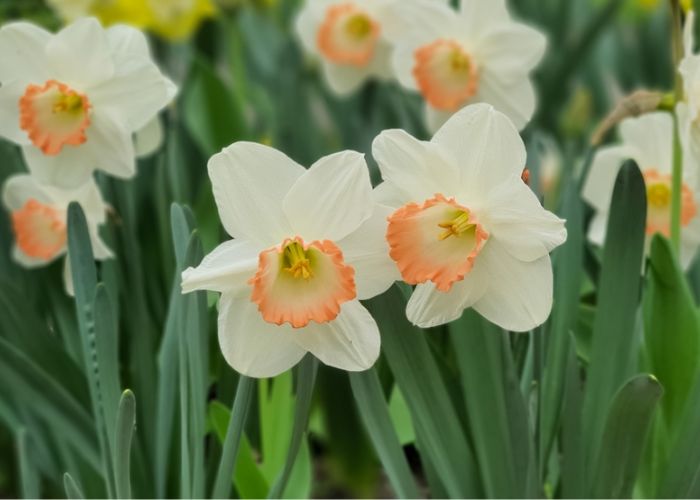 cây hoa thủy tiên