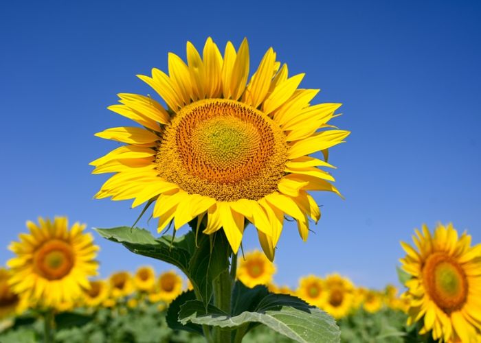 bông hoa hướng dương