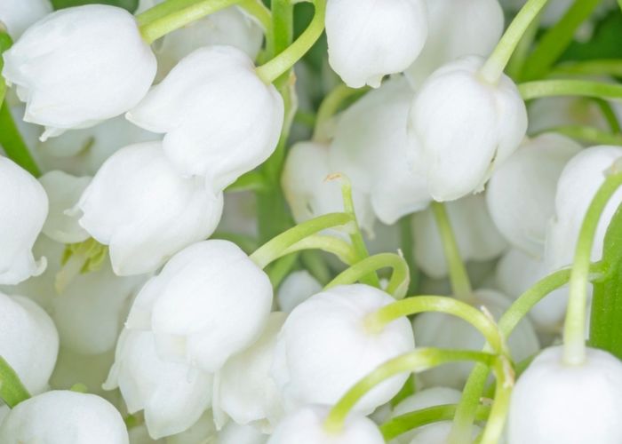 ý nghĩa hoa linh lan