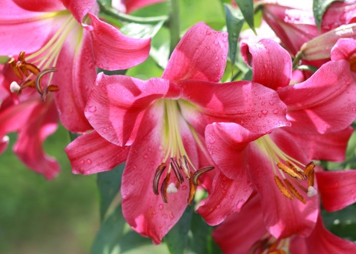 hoa ly có ý nghĩa gì