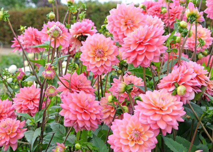 ý nghĩa hoa thược dược