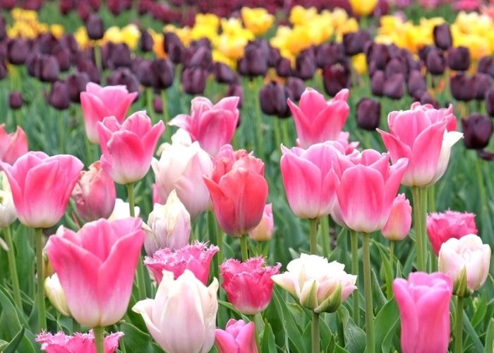 ý nghĩa hoa tulip