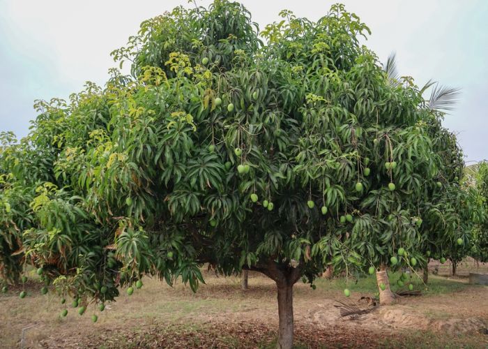 đặc điểm sinh thái gỗ xoài