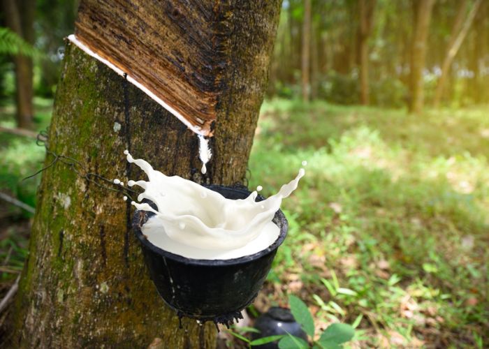 đệm ghế cao su thiên nhiên