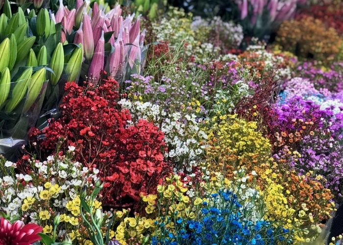 đi chơi tết hà nội ở chợ hoa quảng an