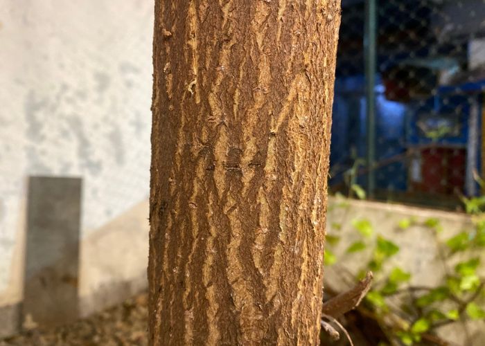 gỗ xoài có tốt không