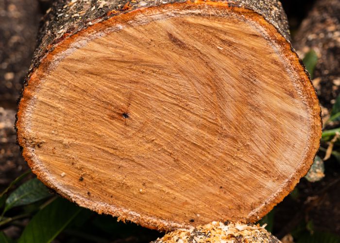 gỗ xoài có tốt không