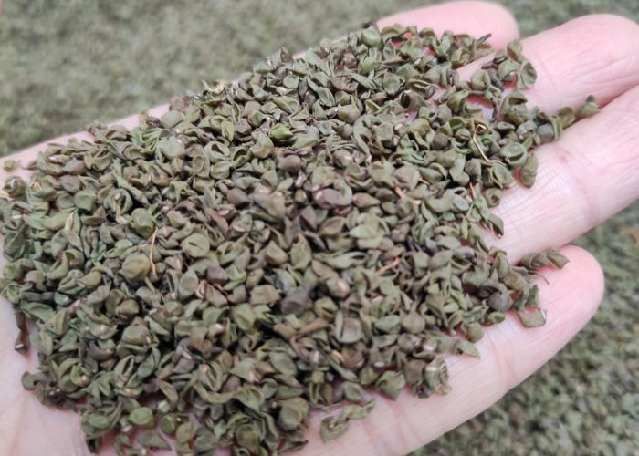 gối chặn vỏ đỗ