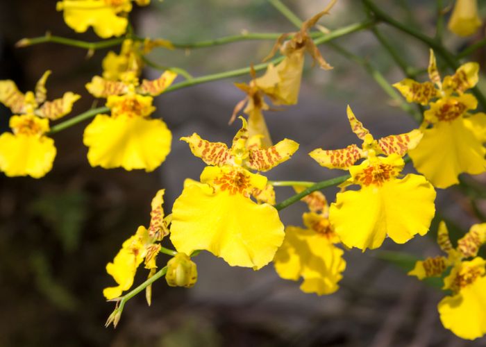 hoa lan hoàng dương