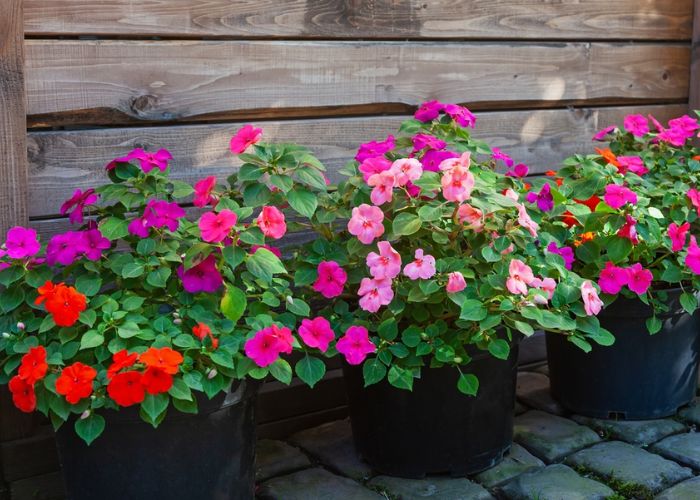 hoa mai địa thảo