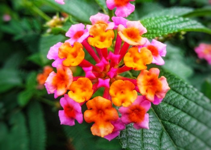 các loại hoa treo ban công