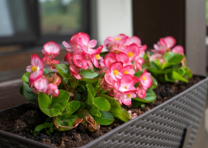 hoa thu hải đường